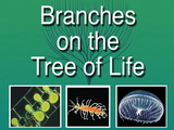 Image for Branches on the Tree of Life