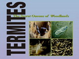 Image for Termites: The Secret Queens of the Woodlands