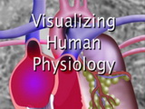 Image for Visualizing Human Physiology